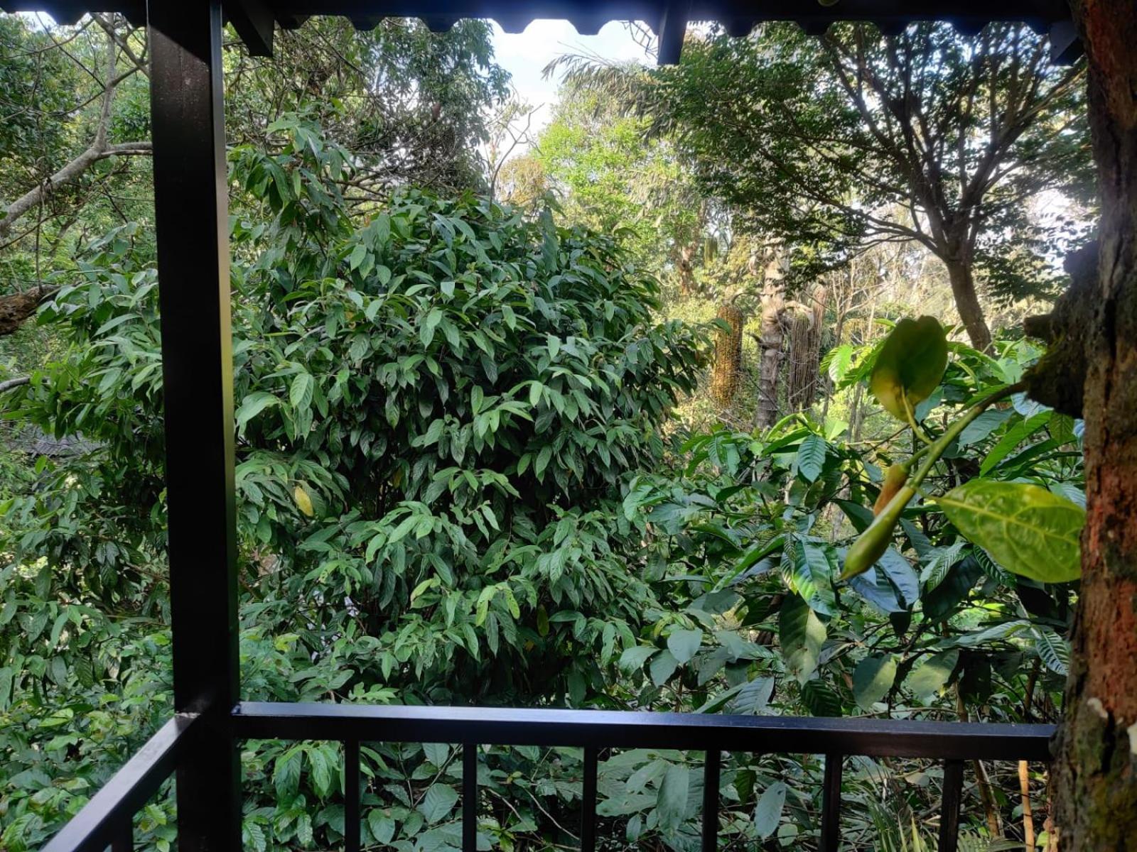 Misty Rain Estate Hotel Madikeri Buitenkant foto