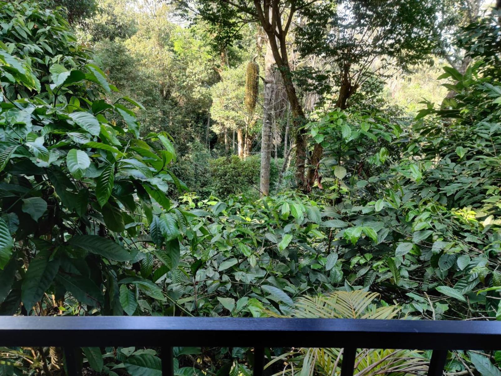 Misty Rain Estate Hotel Madikeri Buitenkant foto