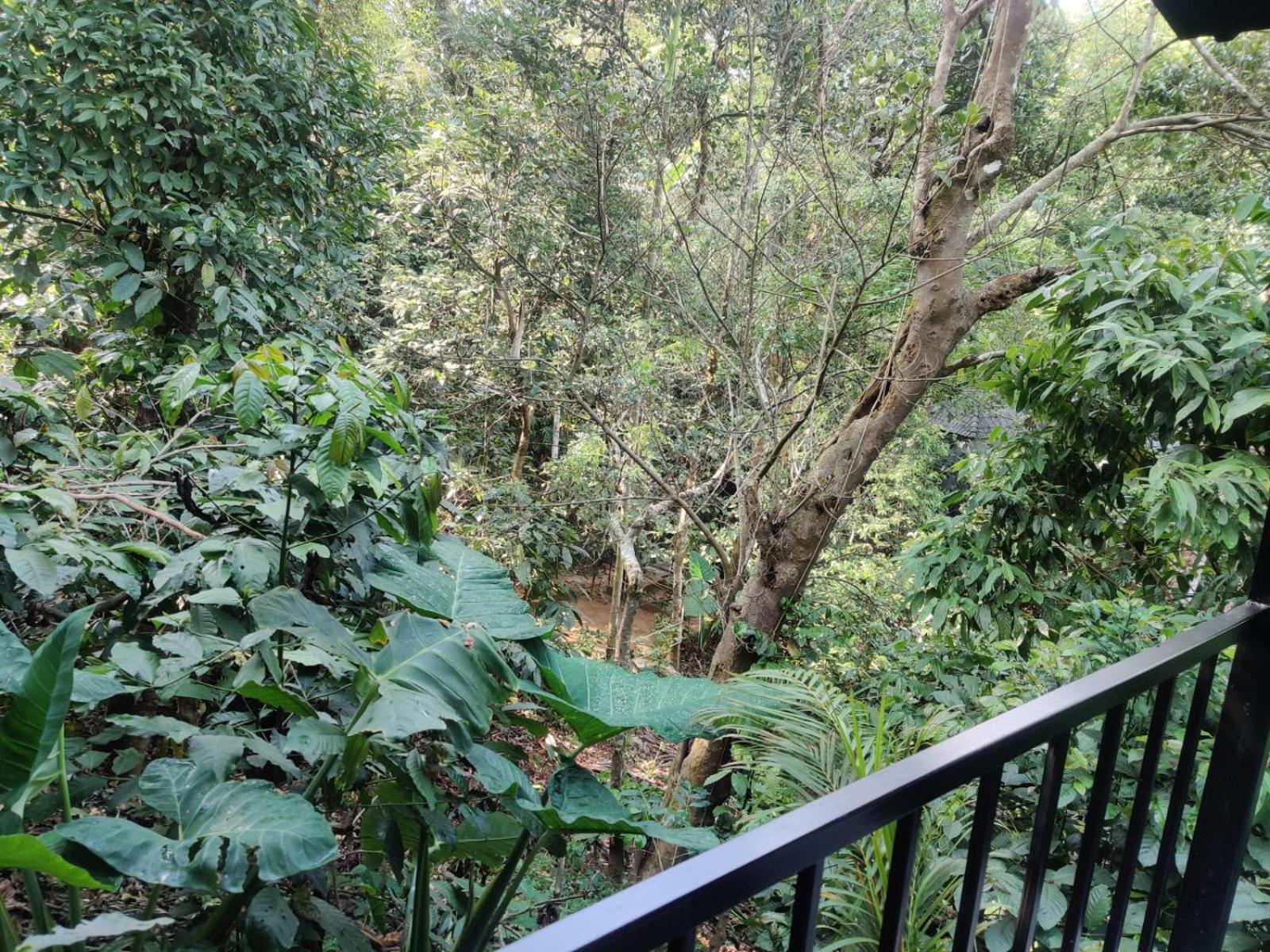 Misty Rain Estate Hotel Madikeri Buitenkant foto